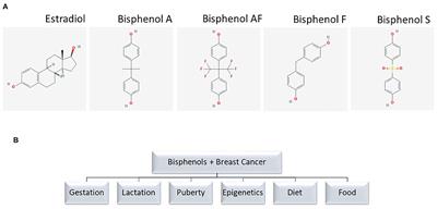 Bisphenols and Risk of Breast Cancer: A Narrative Review of the Impact of Diet and Bioactive Food Components